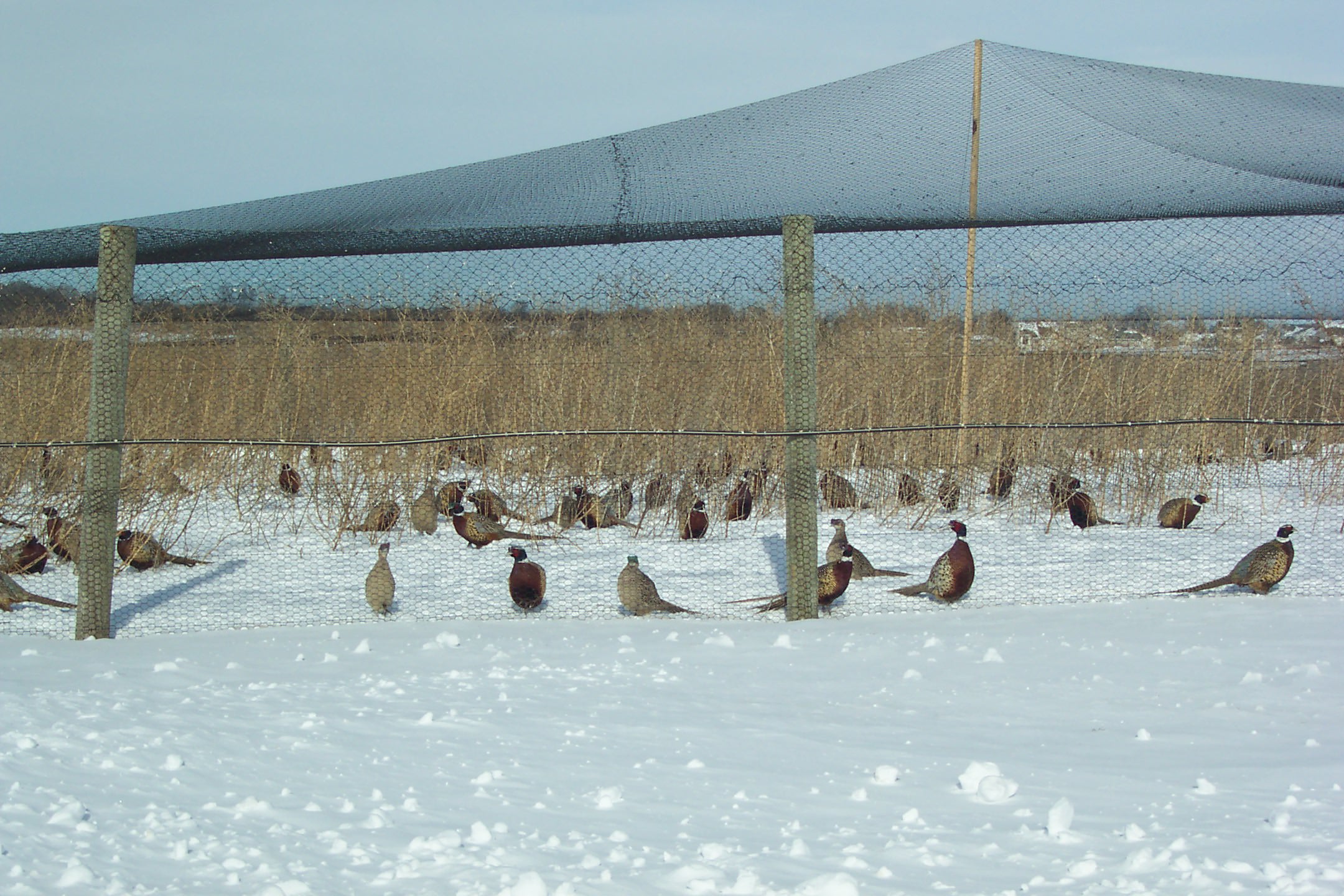 Blog Winterizing Pens Keeps Game Bird Farmers Busy
